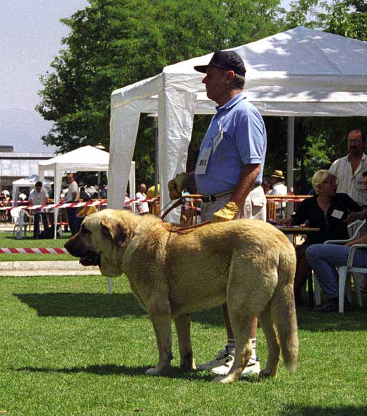 Linda - Open Class Females, Especial Razas Españolas, El Escorial, Madrid, 19.07.1998. 
CH Tigre X Dulce de Campollano
Born: 14.10.1994
Breeder & owner: Luis Fernández Rabanal
Keywords: 1998 rabanal