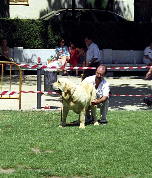 Lana de Fuente Mimbre - Open Class Females, Especial Razas Españolas, El Escorial, Madrid, 19.07.1998
Pizarro de Trashumancia X Timida de Fuente Mimbre
Born: 10.03.1994
Breeder & owner: Francisco Torrijos
Keywords: 1998 fuentemimbre