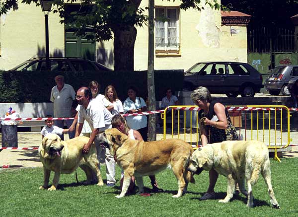 Open Class Females - Especial Razas Españolas, El Escorial, Madrid, 19.07.1998   
Keywords: 1998