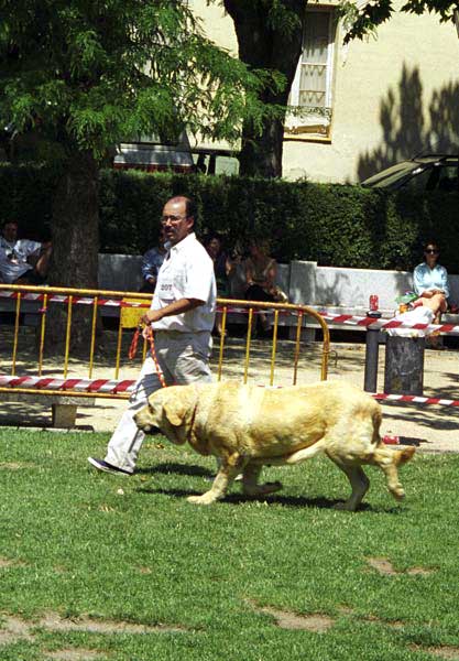 Mastin de Fuente Mimbre, Especial Razas Españolas, El Escorial, Madrid, 19.07.1998   
Keywords: 1998 fuentemimbre