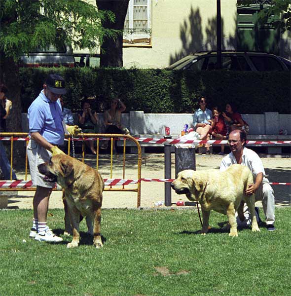 Open Class Females - Especial Razas Españolas, El Escorial, Madrid, 19.07.1998 
Keywords: 1998