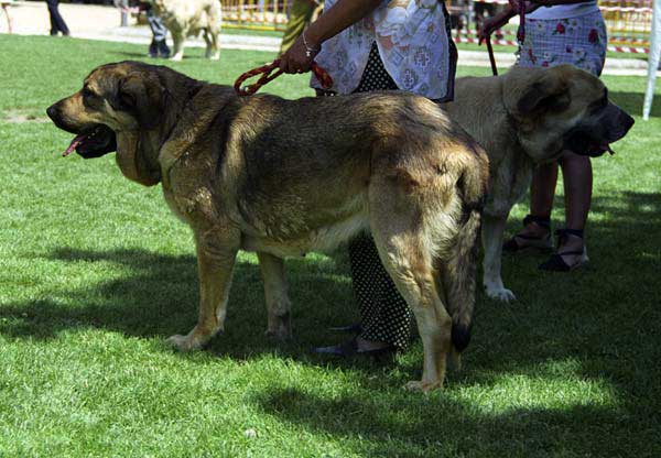 Especial Razas Españolas, El Escorial, Madrid, 19.07.1998 
Keywords: 1998