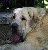 Filename=cabeza1.jpg
Filesize=33KiB
Dimensions=580x600
Date added=%673 %24, %2013 cabeza1.jpg