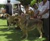 Filename=redbrownplusberta.jpg
Filesize=47KiB
Dimensions=600x492
Date added=%673 %24, %2013 redbrownplusberta.jpg