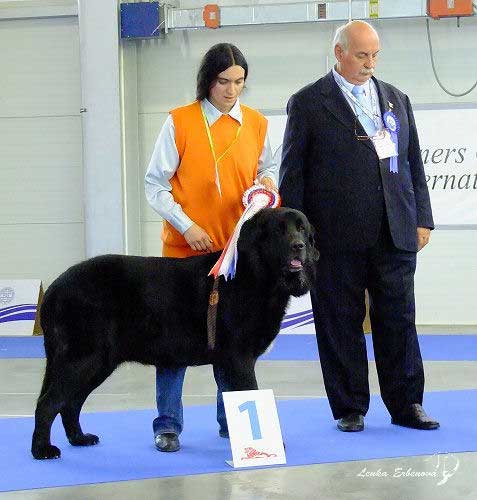 Puma del Dharmapuri: exc.1, European Junior Winner, Best junior- Young Class Males, Euro Dog Show 2010, Celje, Slovenia - 29.09.2010 
(Ugo del Dharpmauri x Fani)

Keywords: 2010 dharmapuri