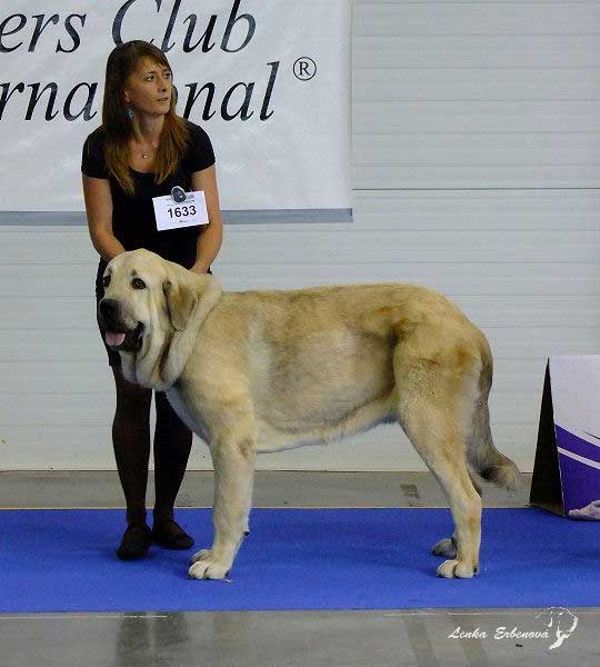 Severo de Filandon: exc.2 - Young Class Males, Euro Dog Show 2010, Celje, Slovenia - 29.09.2010 
(Surco de Fuente Mimbre x Luna de Filandon)

Keywords: 2010