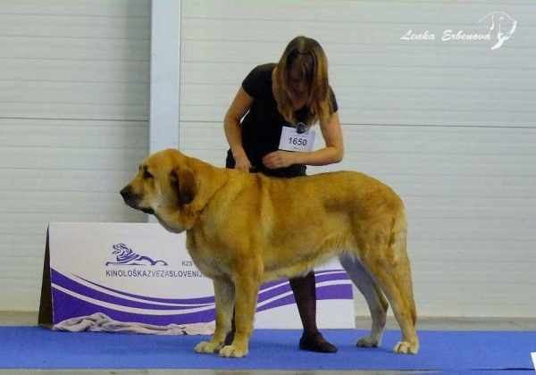 Anabel : exc. 2 - Champion Class Females, Euro Dog Show 2010, Celje, Slovenia - 29.09.2010
(Neron de Filandon x Komtesa Sofie Tornado Erben)



Keywords: 2010