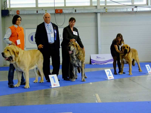 Champion Class Males - Euro Dog Show 2010, Celje, Slovenia - 29.09.2010 
Keywords: 2010