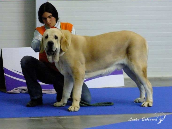 Dante del Dharmapuri: exc.2 - Intermediate Class Males, Euro Dog Show 2010, Celje, Slovenia - 29.09.2010
(Limon del Dharmapuri x Maya del Dharmapuri)


Keywords: 2010 dharmapuri