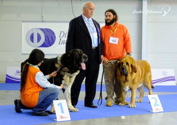 Gastone del Dharmapuri: exc. 1, CAC & Ugo del Dharmapuri: exc. 2 - Open Class Males, Euro Dog Show 2010, Celje, Slovenia - 29.09.2010 
Gastone: (Pento de las Canadas x Tundra del Dharmapuri)
Ugo: (Pento de las Canadas x Perla de Montes del Pardo)

Keywords: 2010 dharmapuri