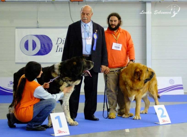 Gastone del Dharmapuri: exc. 1, CAC & Ugo del Dharmapuri: exc. 2 - Open Class Males, Euro Dog Show 2010, Celje, Slovenia - 29.09.2010 
Gastone: (Pento de las Canadas x Tundra del Dharmapuri)
Ugo: (Pento de las Canadas x Perla de Montes del Pardo)



Keywords: 2010 dharmapuri