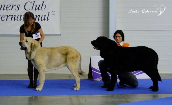 Severo de Filandon: exc.2 & Puma del Dharmapuri: exc.1, European Junior Winner, Best junior Young Class Males, Euro Dog Show 2010, Celje, Slovenia - 29.09.2010 
Severo: (Surco de Fuente Mimbre x Luna de Filandon)
Puma: (Ugo del Dharpmauri x Fani)

Keywords: 2010