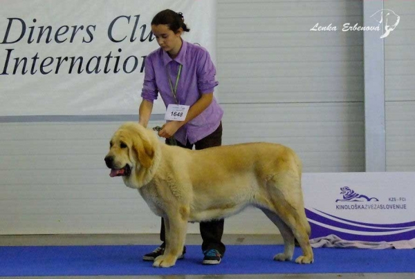 Sonam del Dharmapuri: exc.3 - Open Class Females, Euro Dog Show 2010, Celje, Slovenia - 29.09.2010 
(Rubi de Montes del Pardo x Julieta del Dharmapuri)

Keywords: 2010 dharmapuri