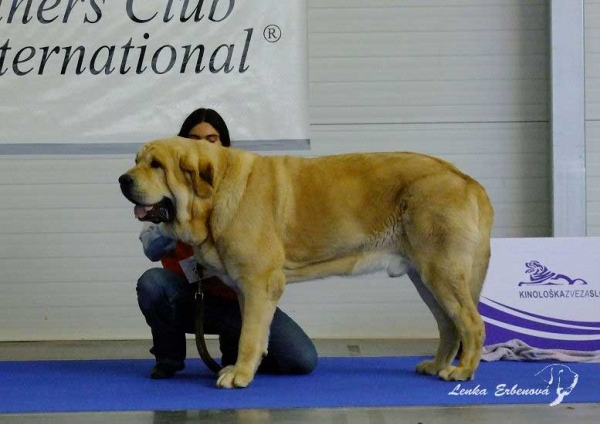 Titan del Dharmapuri: exc. 1, CAC, CACIB, European winner, BOB - Champion Class Males, Euro Dog Show 2010, Celje, Slovenia - 29.09.2010 
(Rubi de Montes del Pardo x Julieta del Dharmapuri)


Keywords: 2010 dharmapuri