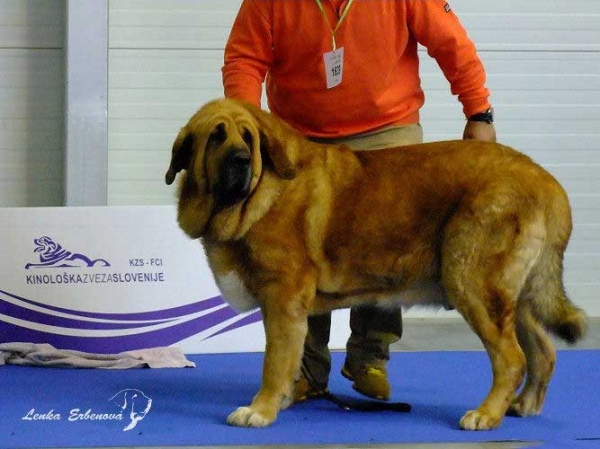 Ugo del Dharmapuri: exc. 2 - Open Class Males, Euro Dog Show 2010, Celje, Slovenia - 29.09.2010  
Keywords: 2010 dharmapuri