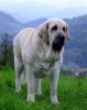 Filename=celje-lois3.jpg
Filesize=32KiB
Dimensions=477x600
Date added=%808 %08, %2010 celje-lois3.jpg