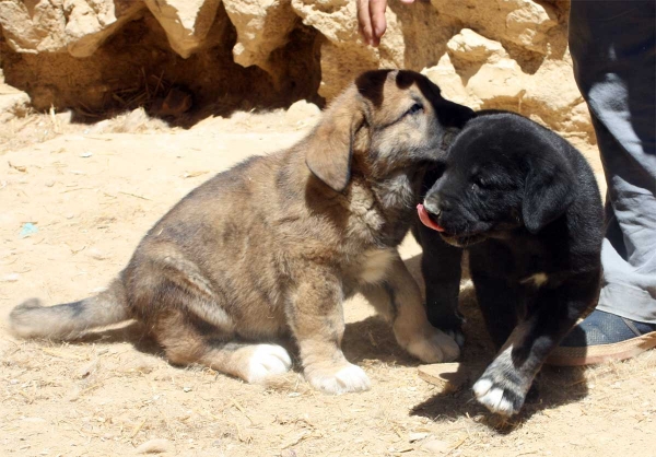 Puppies Fuente Mimbre July 2011
Keywords: fuentemimbre