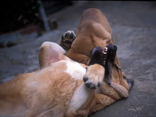 Puppies from Montes del Pardo (year 1999-2001?)
Keywords: pardo