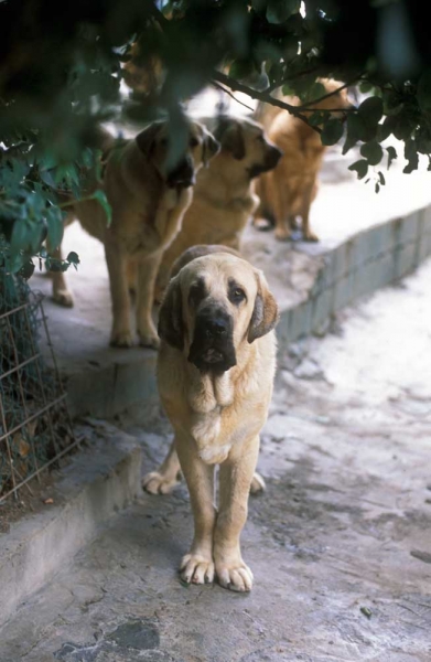 Mastines from Montes del Pardo (year 1999-2001?)
Keywords: pardo