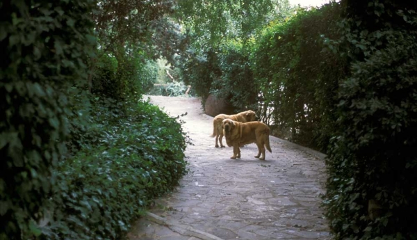 Mastines from Montes del Pardo (year 1999-2001?)
Keywords: pardo