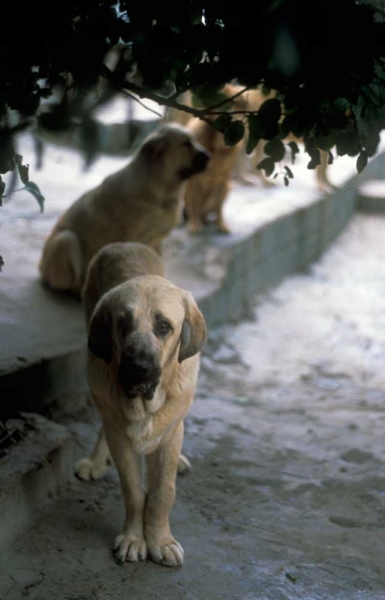 Mastin from Montes del Pardo (year 1999-2001?)
Keywords: pardo