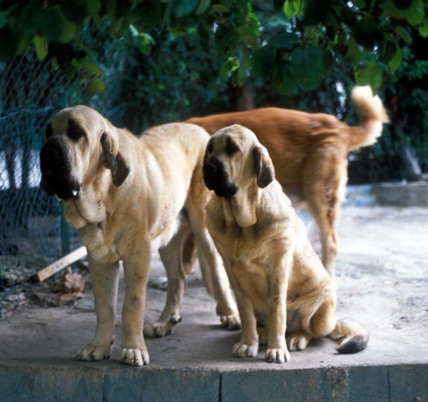 Mastines from Montes del Pardo (year 1999-2001?)
Keywords: pardo