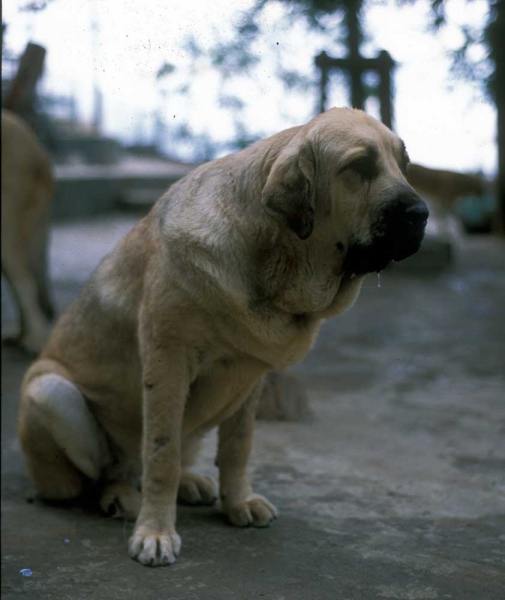 Mastin from Montes del Pardo (year 1999-2001?)
Keywords: pardo