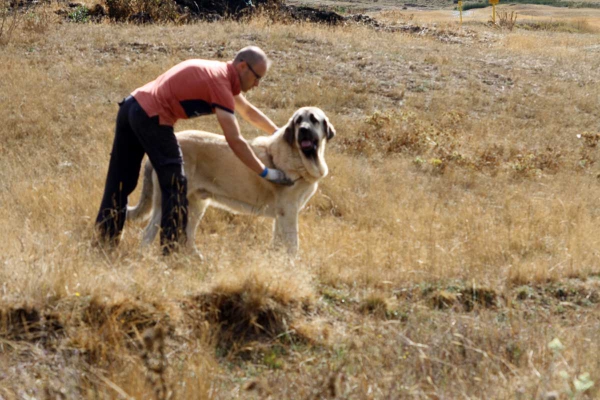 La Majada los Robles 13.09.2014
Keywords: majada