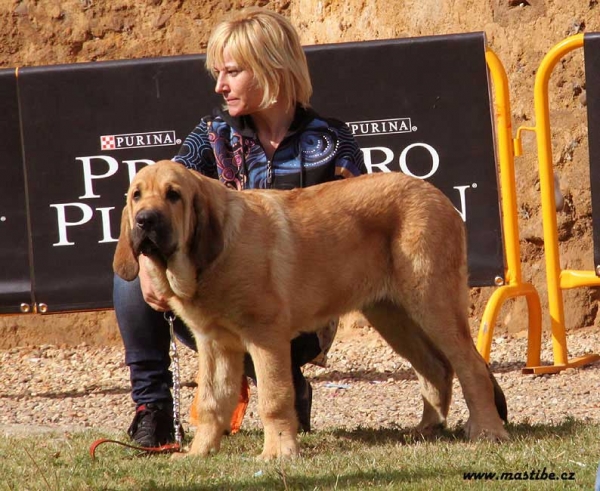 Dallas de Tierra del Órbigo - Young Puppies Males, XXX Monográfica AEPME, Valencia de Don Juan 11.09.2010 
Born: 20.04.10
(Aquiles de Tierra de Órbigo X Bimba de Tierra de Órbigo)
Breeder & owner: Manuel Garrido Pérez 
Keywords: 2010 tierraorbigo