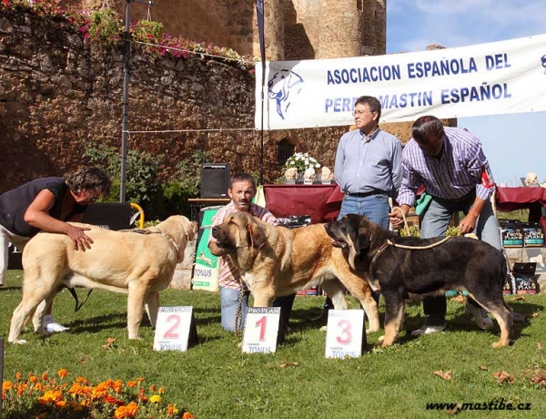 Winoco de Fonte Xunquera, Califa del Valle del Pisuña & Perseo de Duelos y Quebrantos - Puppy Class Males, XXX Monográfica AEPME, Valencia de Don Juan 11.09.2010 
Winoco: Born 17.12.09 (Zeus de Fuente Mimbre X Deva de Folgueras) - Breeder and owner: M. Carmen Muñiz Junquera 
Califa: Born 15.01.10 (Castaño de La Bao La Madera X Yedra del Valle de Pisueña) - Criador: Gema M. Rodriguez, owner: César Estébanez Alonso
Perseo: Born 13.02.10 (Azabache de Campollano X Europa de Duelos y Quebrantos) - Breeder & owner: Francisco Díaz Cueva 
Keywords: 2010