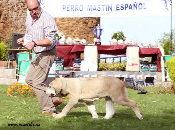 Danubio de Buxionte - Young Puppy Class, XXX Monográfica AEPME, Valencia de Don Juan 11.09.2010
Born 15.05.2010
(Surco de Fuente Miembre X Candela de Bixionte)
Breeder & owner: Basilio Gago Guitiérrez
Keywords: 2010 buxionte