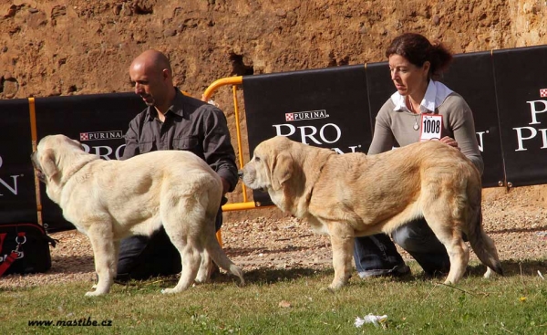 Young Puppy Class - XXX Monográfica AEPME, Valencia de Don Juan 11.09.2010
Keywords: 2010