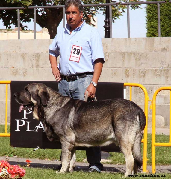 Wilki de Bao la Madera - Open Class Males, XXX Monográfica AEPME, Valencia de Don Juan 11.09.2010
Born 22.04.2008
(Catón de Campollano X Encina de Bao la Madera)
Breeder: César Estébanez Alonso, owner: Bernabé Ezquerra  

Keywords: 2010 carpinteria