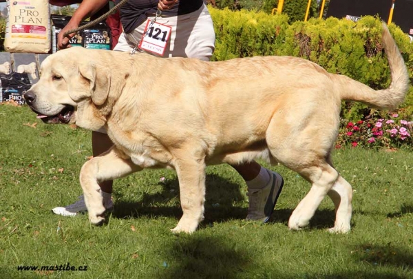 Winoco de Fonte Xunquera - XXX Monográfica AEPME, Valencia de Don Juan 11.09.2010
Born 17.12.2009
(Zeus de Fuente Mimbre X Deva de Folgueras)
Breeder & owner: Carmen Muñiz Junquera 
Keywords: 2010 fonteququera