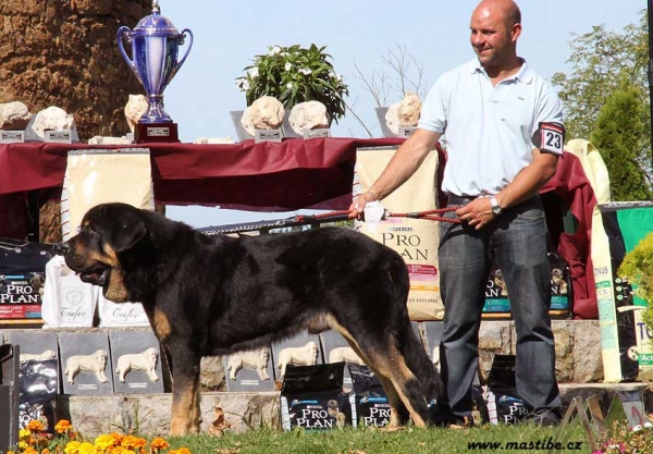 Teso de Filandón - Open Class Males, XXX Monográfica AEPME, Valencia de Don Juan 11.09.2010
Born: 10.06.2008
(Sargón de Filandón X Duquesa)
Breeder & owner: José Manuel Moncó García 
Keywords: 2010 filandon