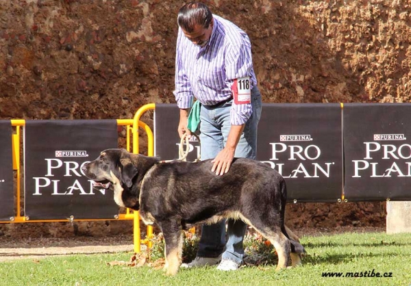 Perseo de Duelos y Quebrantos - Puppy Class Males, XXX Monográfica AEPME, Valencia de Don Juan 11.09.10
Born 13.02.10
(Azabache de Campollano X Europa de Duelos y Quebrantos)
Breeder & owner: Francisco Díaz Cueva 
Keywords: 2010 duelos