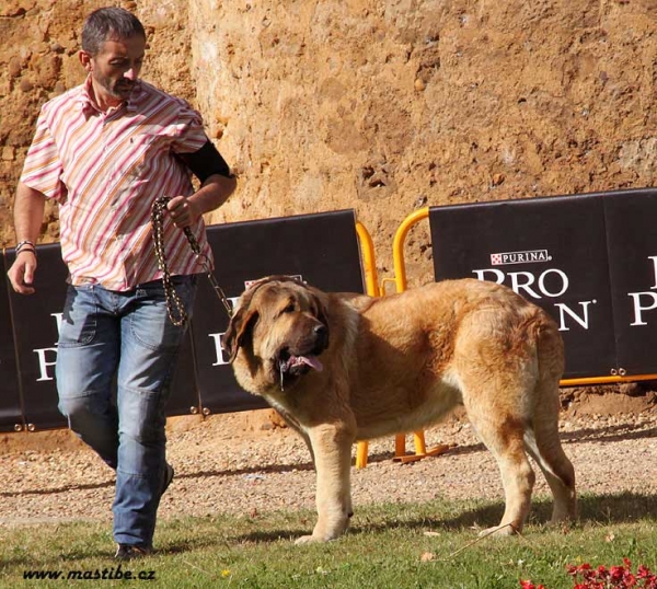 Califa del Valle del Pisueña - Puppy Class Males, XXX Monográfica AEPME, Valencia de Don Juan 11.09.2010
Born 15.01.10
(Castaño de La Bao La Madera X Yedra del Valle de Pisueña)
Criador: Gema M. Rodriguez
Owner: César Estébanez Alonso 
Keywords: 2010 baolamadera