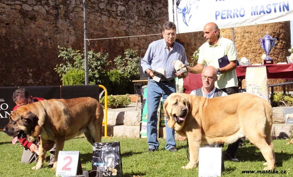 Intermediate Class  Males - XXX Monográfica AEPME, Valencia de Don Juan 11.09.2010
Keywords: 2010