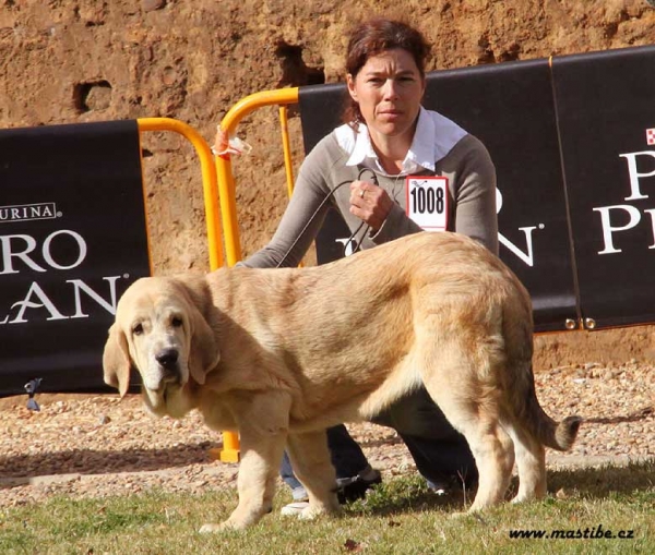 Young Class Puppies Females - XXX Monográfica AEPME, Valencia de Don Juan 11.09.2010
Keywords: 2010