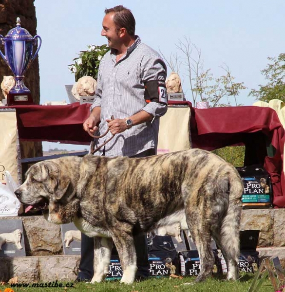 Tigre de los Montes Pravianos - Open Class Males - XXX Monográfica AEPME, Valencia de Don Juan 11.09.2010
Born: 18.03.2007
(Tejo de Fuente Mimbre X Atenea de Hazas de Cesto) 
Keywords: 2010 pravianos