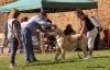 Filename=a10,monografica-puppy_males.jpg
Filesize=111KiB
Dimensions=912x591
Date added=%672 %25, %2010 a10,monografica-puppy_males.jpg