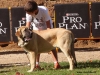 Filename=b10,monografica-puppy_femal.jpg
Filesize=83KiB
Dimensions=785x591
Date added=%672 %25, %2010 b10,monografica-puppy_femal.jpg