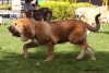 Filename=c10,monografica-puppy_males.jpg
Filesize=75KiB
Dimensions=877x591
Date added=%672 %25, %2010 c10,monografica-puppy_males.jpg