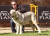 Filename=e10,monografica-puppy_males.jpg
Filesize=75KiB
Dimensions=819x591
Date added=%672 %25, %2010 e10,monografica-puppy_males.jpg