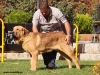 Filename=f10,monografica-puppy_males.jpg
Filesize=95KiB
Dimensions=778x591
Date added=%672 %25, %2010 f10,monografica-puppy_males.jpg