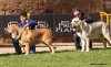 Filename=g10,monografica-puppy_males.jpg
Filesize=116KiB
Dimensions=958x591
Date added=%672 %25, %2010 g10,monografica-puppy_males.jpg