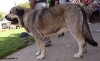 Filename=j10,monografica-open_males,.jpg
Filesize=71KiB
Dimensions=964x591
Date added=%672 %25, %2010 j10,monografica-open_males,.jpg