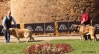 Filename=r10,monografica-intermediat.jpg
Filesize=152KiB
Dimensions=1046x567
Date added=%672 %25, %2010 r10,monografica-intermediat.jpg