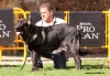 spain10,monografica-puppy_f.jpg