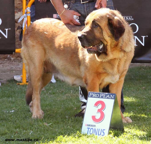 Champion Class Females - XXX Monográfica AEPME, Valencia de Don Juan 11-09-2010
Keywords: 2010